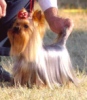 Ch. Queen Serenade Dolce Sinfonia winning the Best of Breed CLOSE UP.jpg